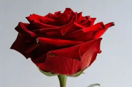 Моя идеальная реальность 1