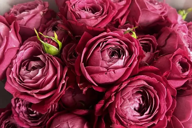 Долгопол Мария