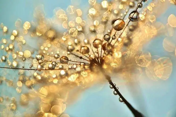 Галишникова Лариса