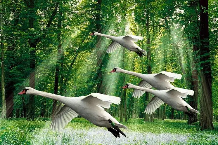 Светлана Фуникова