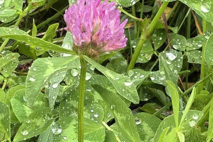 Подобед Оксана