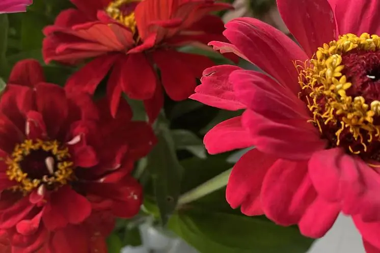 Красулина Татьяна