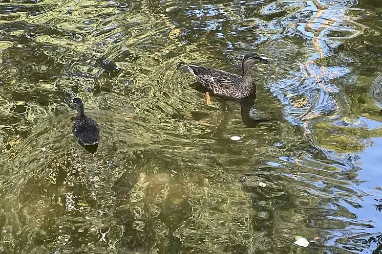 Галчанская  Евгения 