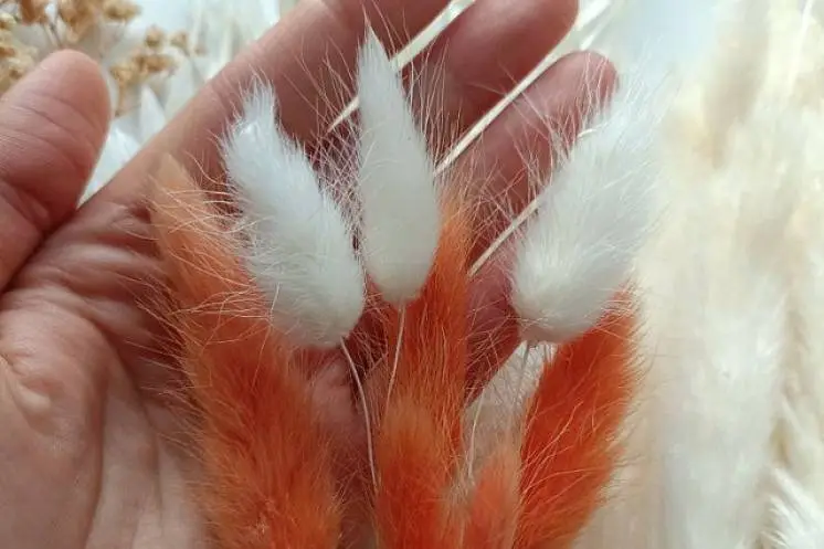 Коротких  Анна