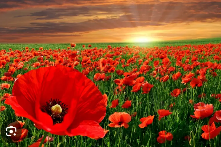 Шайдурова  Татьяна 