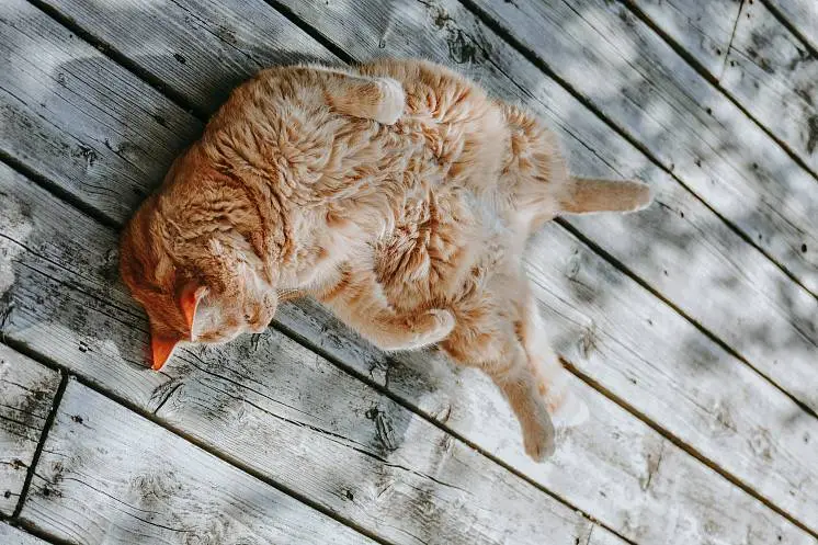 Куортти Маргарита