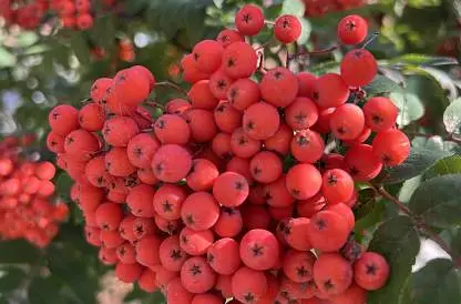 Встреча 22. музыкальная