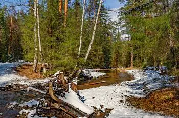 ИДЕМ В ЛЕС ШЕСТОЙ РАЗ