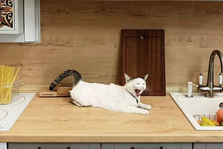 Ларионова Екатерина