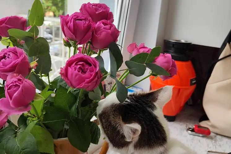 Ларионова Екатерина