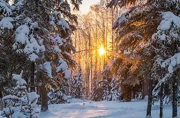 ИДЕМ В  ЛЕС ПЯТЫЙ РАЗ