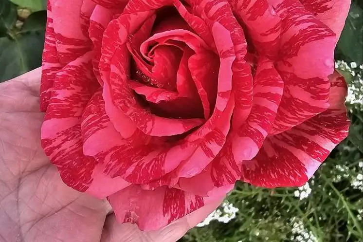 Борисова Ольга