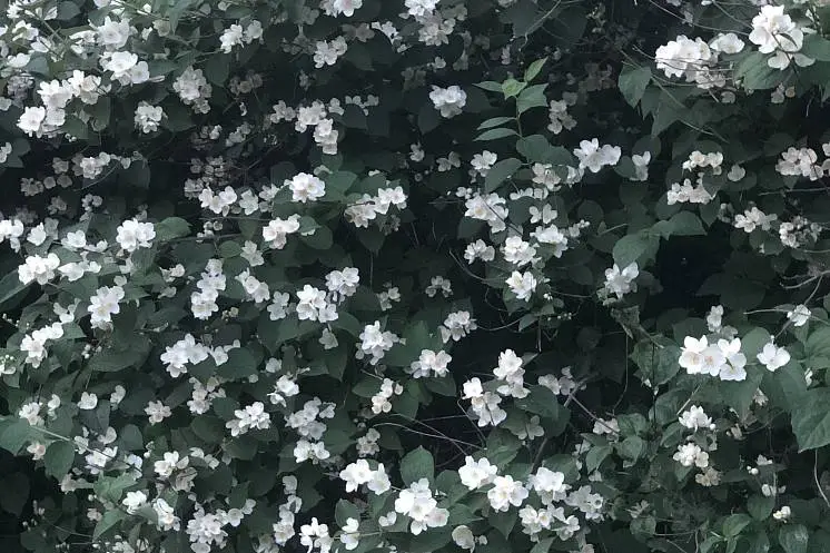 Слесаренко Екатерина