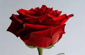 Моя идеальная реальность 1