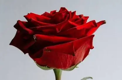 Моя идеальная реальность 1