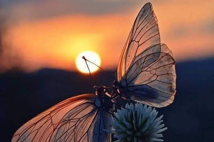 Андронович Валентина