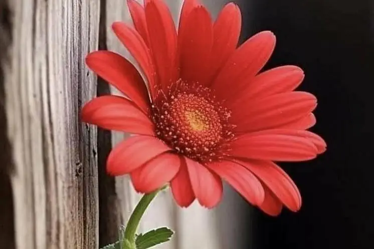 Великобрат  Наталья 