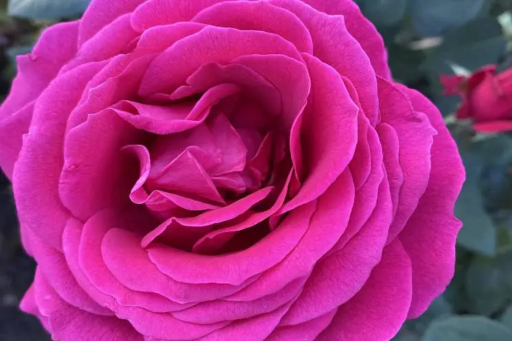 Кандрина Ирина